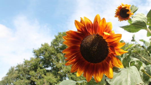 a sunflower