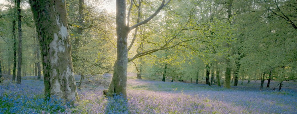 Bluebells in a woods