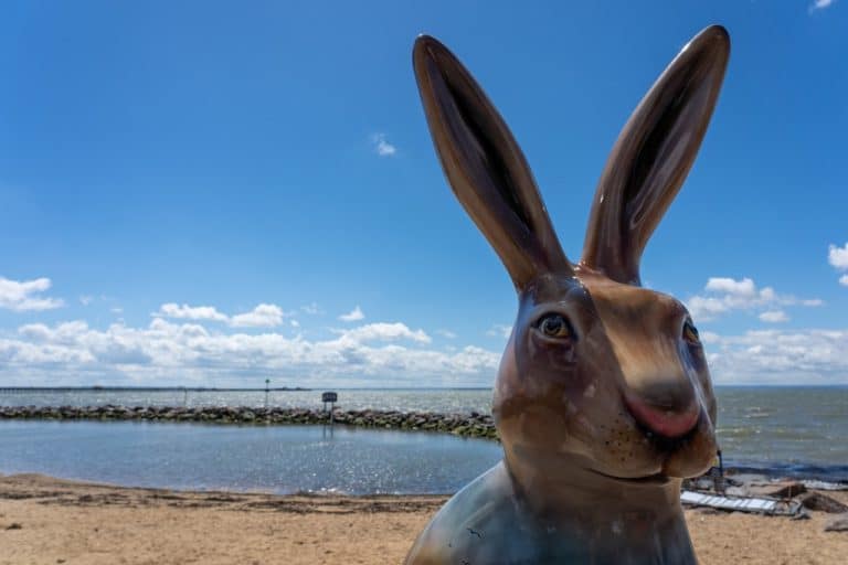 Hares About Town Summer 2021