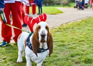 A dog wearing antlers