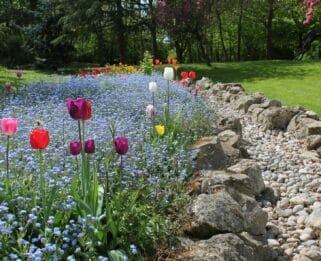 Tulips and forget-me-nots in bloom