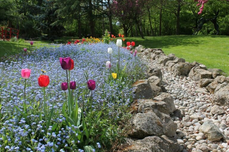 Tulips and forget-me-nots in bloom