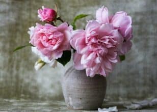 pink flowers in a vase