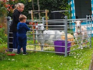 A girl and a boy looking through a metal pen at two goats