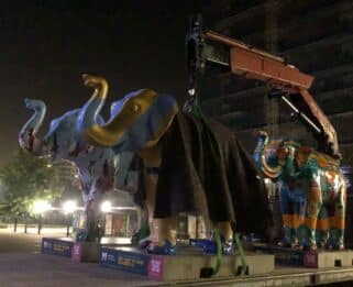 Elephants in a harness being picked up by a crane